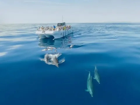 AlgarExperience Dolphins and Benagil Caves  -  Welcome to AlgarveActivities